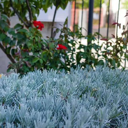 With One In Zadar, With Enclosed Garden And Wifi - 1 Km From T... 公寓 扎达尔